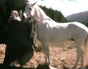 Gandalf & Grispoil