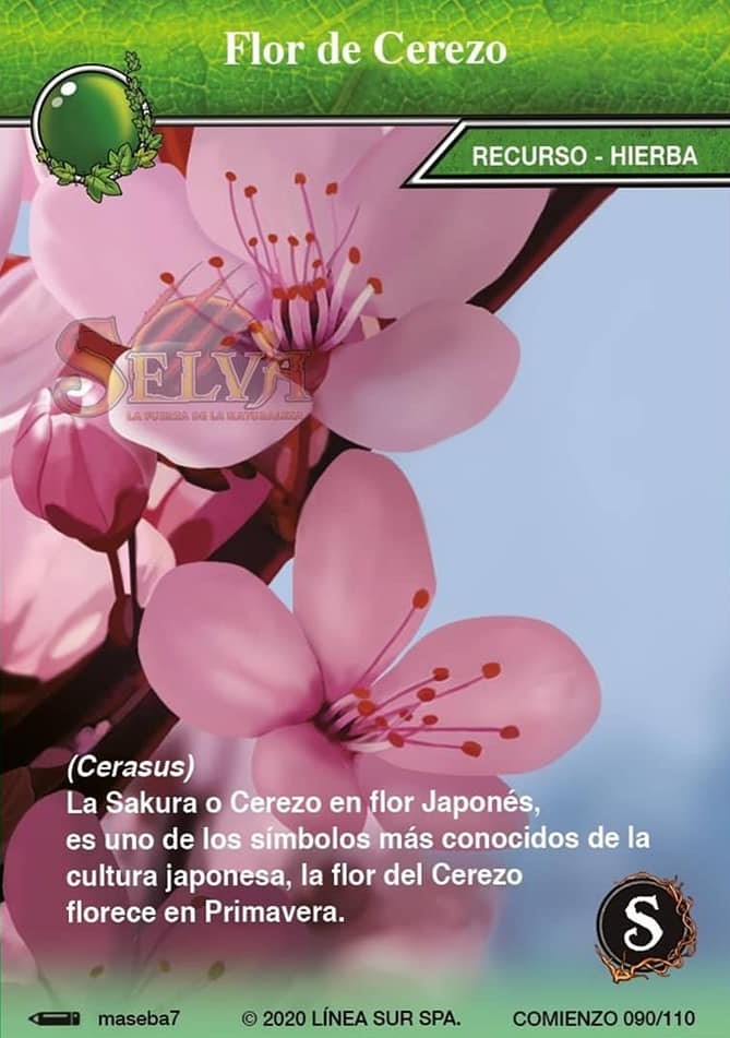 Flor de Cerezo | Wiki Selva | Fandom