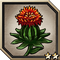 Ruby Safflower.png