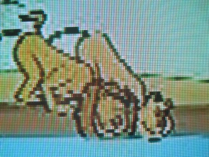 Two lions drinking at a watering hole