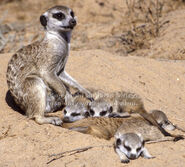 A meerkat with four kits