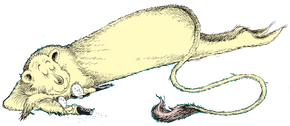 Zeep.png