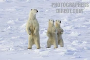 A polar bear and her two cubs standing upright