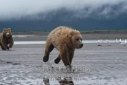 Fast Runners.jpg (31 KB) A brown bear running