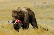 Unfussy Eaters.jpg (38 KB) A brown bear with a fish in its mouth