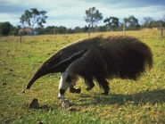A Giant Anteater walking