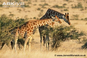 Two Giraffes browsing