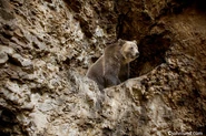 Brown Bear.jpg (185 KB) A brown bear in a cave