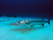 Great Barracuda On The Sea Floor
