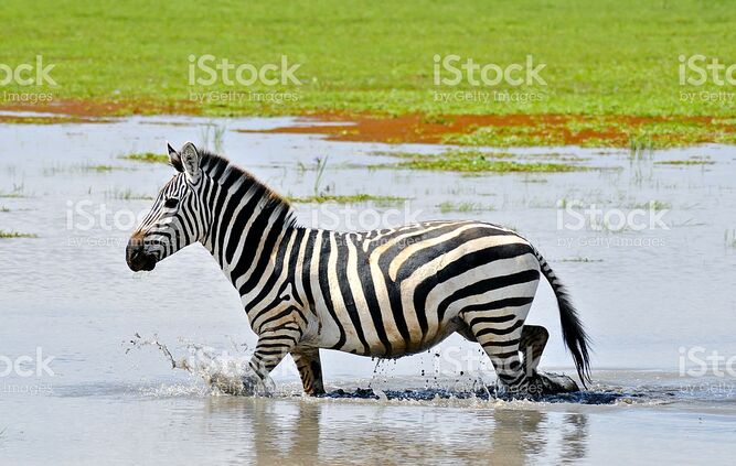 Plains Zebra in the Swamps of West Africa