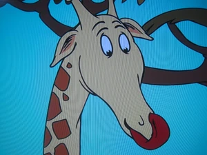 A giraffe cleaning its nose with its tongue