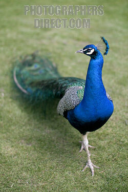 File:Ghi, pettingzoo (escaped peacock - not school pecock!).jpg - Wikimedia  Commons