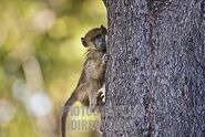 A baby baboon climbing a tre