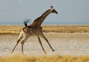 A giraffe running