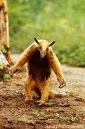A tamandua in defensive posture