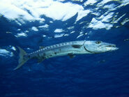 Great Barracuda Up Near The Surface