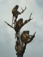 Baboons in a tree