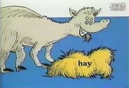Hungry horse eats hay
