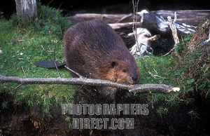 An American beaver with a tree branch in its mouth