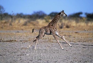 A giraffe calf running
