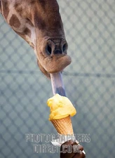 A Giraffe's tongue licking ice cream