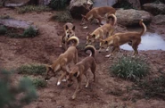 A pack of six dingoes