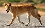 A dingo trotting