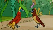 Two Birds of Paradise - Male and Female