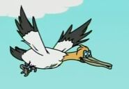 A Gannet Flying