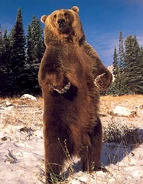Rearing.jpg (231 KB) A brown bear standing on its hind legs