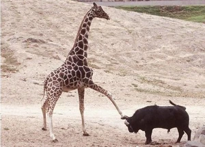 A giraffe kicking a buffalo