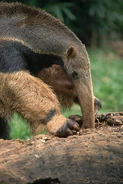 A giant anteater eating