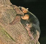 A Tamandua carrying her young