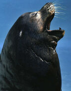 California sea lion roaring