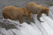 Two Fishing.jpg (44 KB) Two brown bears fishing