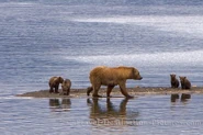 Four children.jpg (41 KB) A brown bear with four cubs
