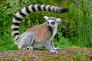 Ring tailed Lemur