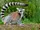 Lemurs