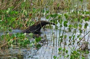 A Giant Anteater swimming