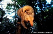 A silky anteater carrying her baby on her back