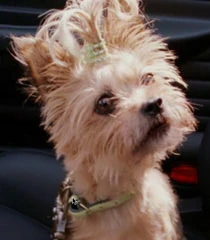 Nevins cat in the hat Clearance