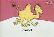 A camel...