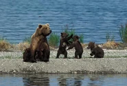 Wrestling.jpg (38 KB) Brown bear cubs wrestling