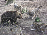 Four Gray Wolves fighting a bear