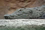 Nile crocodile head