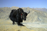 A domesticated yak