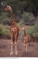 A Reticulated giraffe and her calf