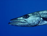 Great Barracuda's Head