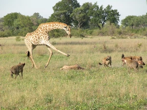 Giraffe and hyenas
