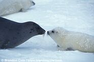 A harp seal with 2 pups